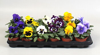 Viola (Wittrockiana) Colossus F1 Formula mix