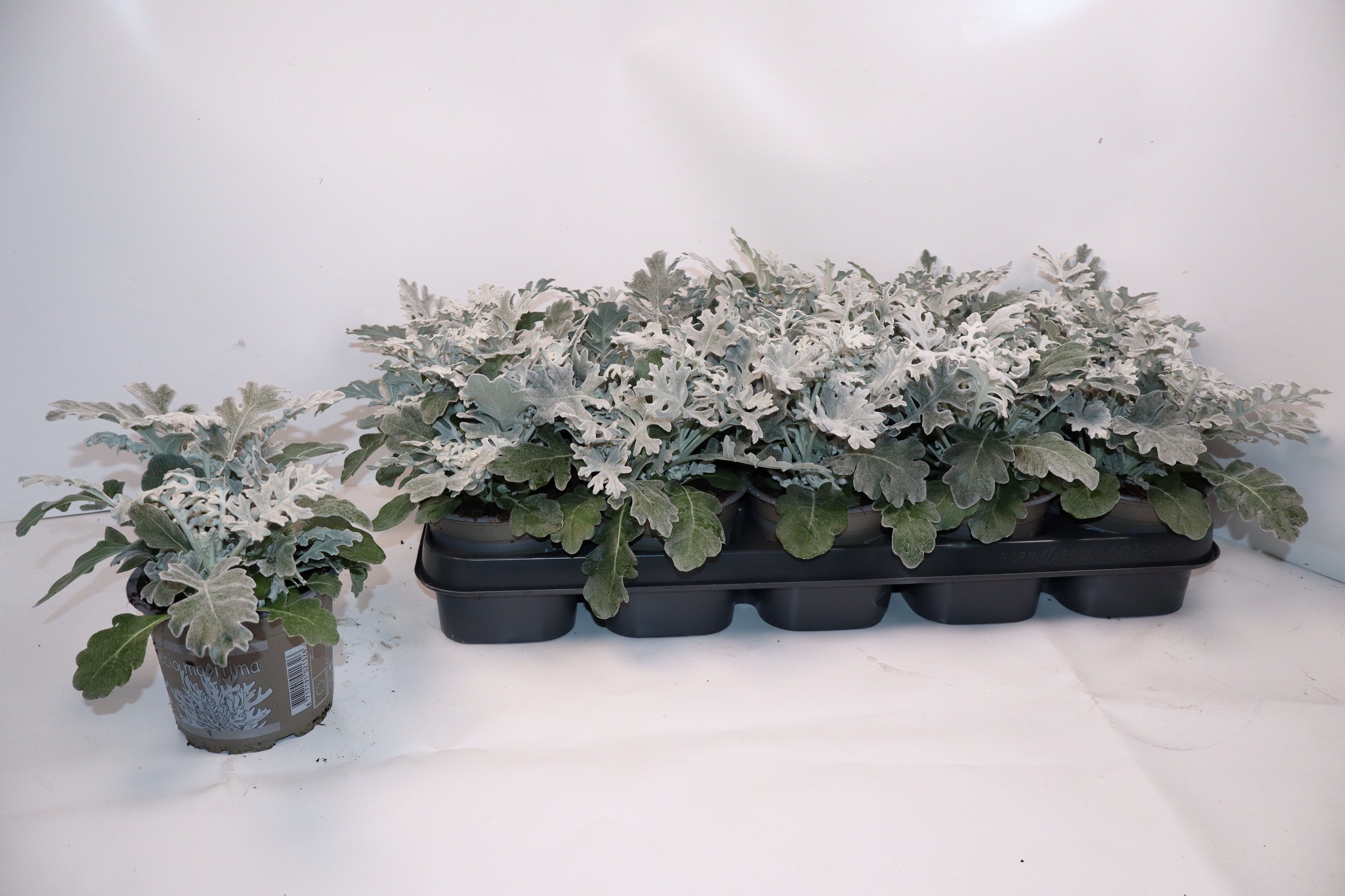 Jacobaea maritima Silver Dust