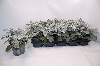 Jacobaea maritima Silver Dust