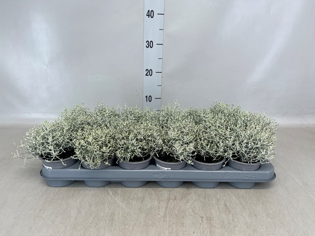 Leucophyta brownii