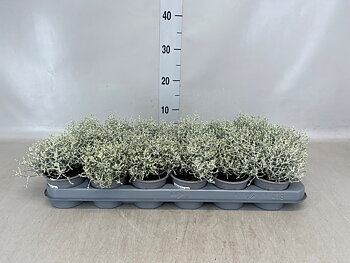Leucophyta brownii