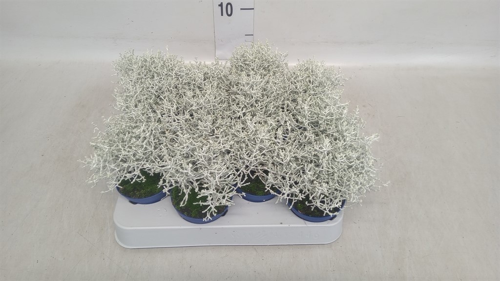 Leucophyta brownii