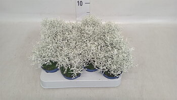 Leucophyta brownii