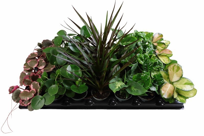 Vegetable plants mixed Mix tray