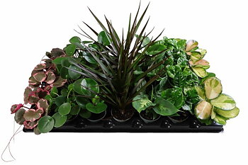 Vegetable plants mixed Mix tray