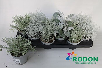 Beddingsplants gra leaved mixed Silver mix
