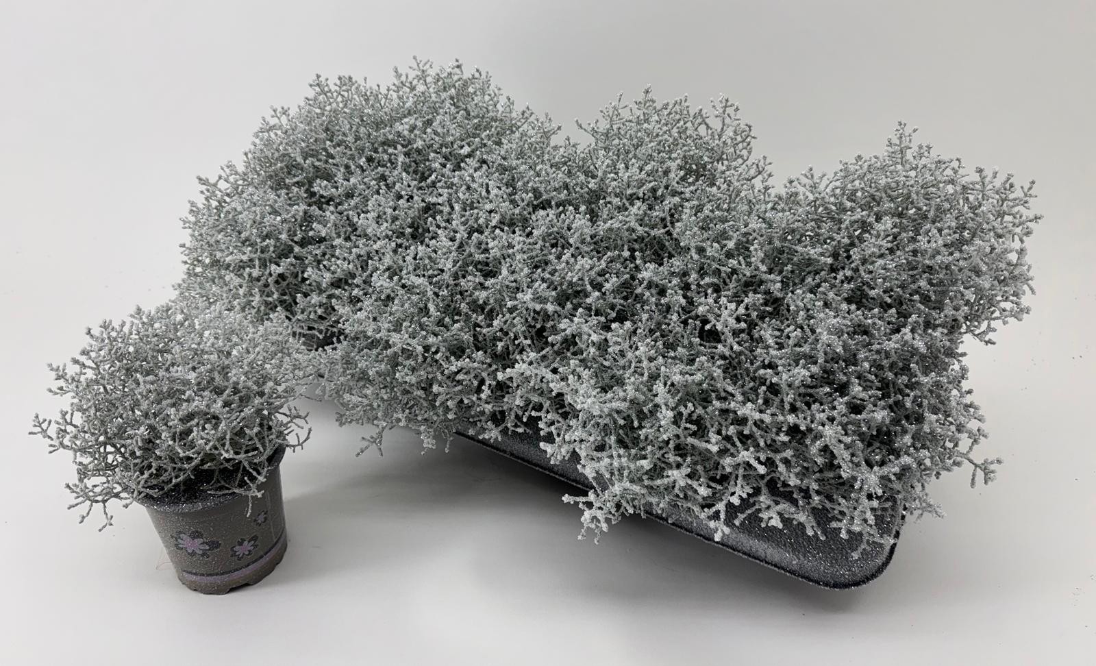Leucophyta brownii snow and glitter