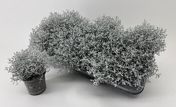 Leucophyta brownii snow and glitter