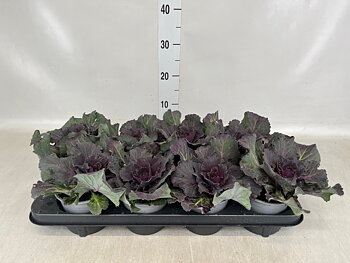 Brassica oleracea (ornamental cabbage) Smooth purple