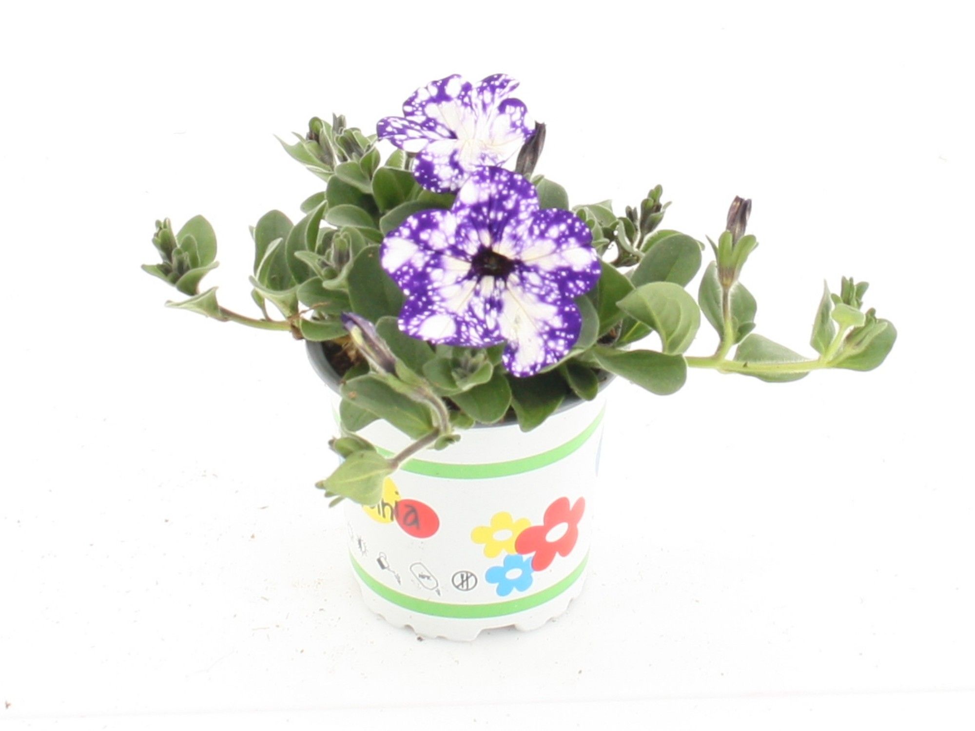 Petunia Nightsky