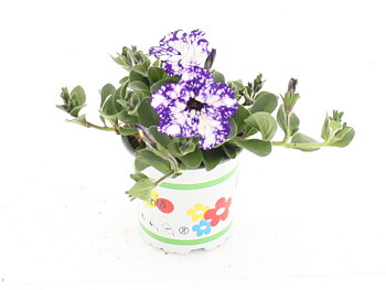 Petunia Nightsky