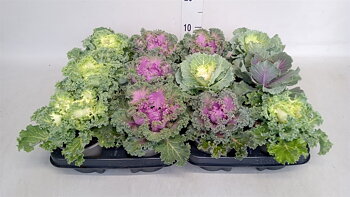 Brassica oleracea (ornamental cabbage)