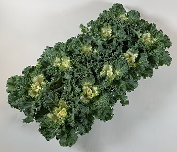 Brassica oleracea (ornamental cabbage curled) Curly White