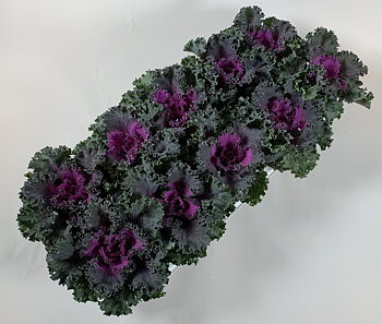 Brassica oleracea (ornamental cabbage curled) Curly Red