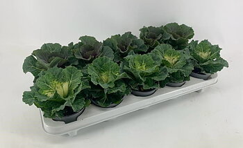 Brassica oleracea (ornamental cabbage) Smooth, Mix tray