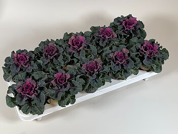 Brassica oleracea (ornamental cabbage) Smooth Purple