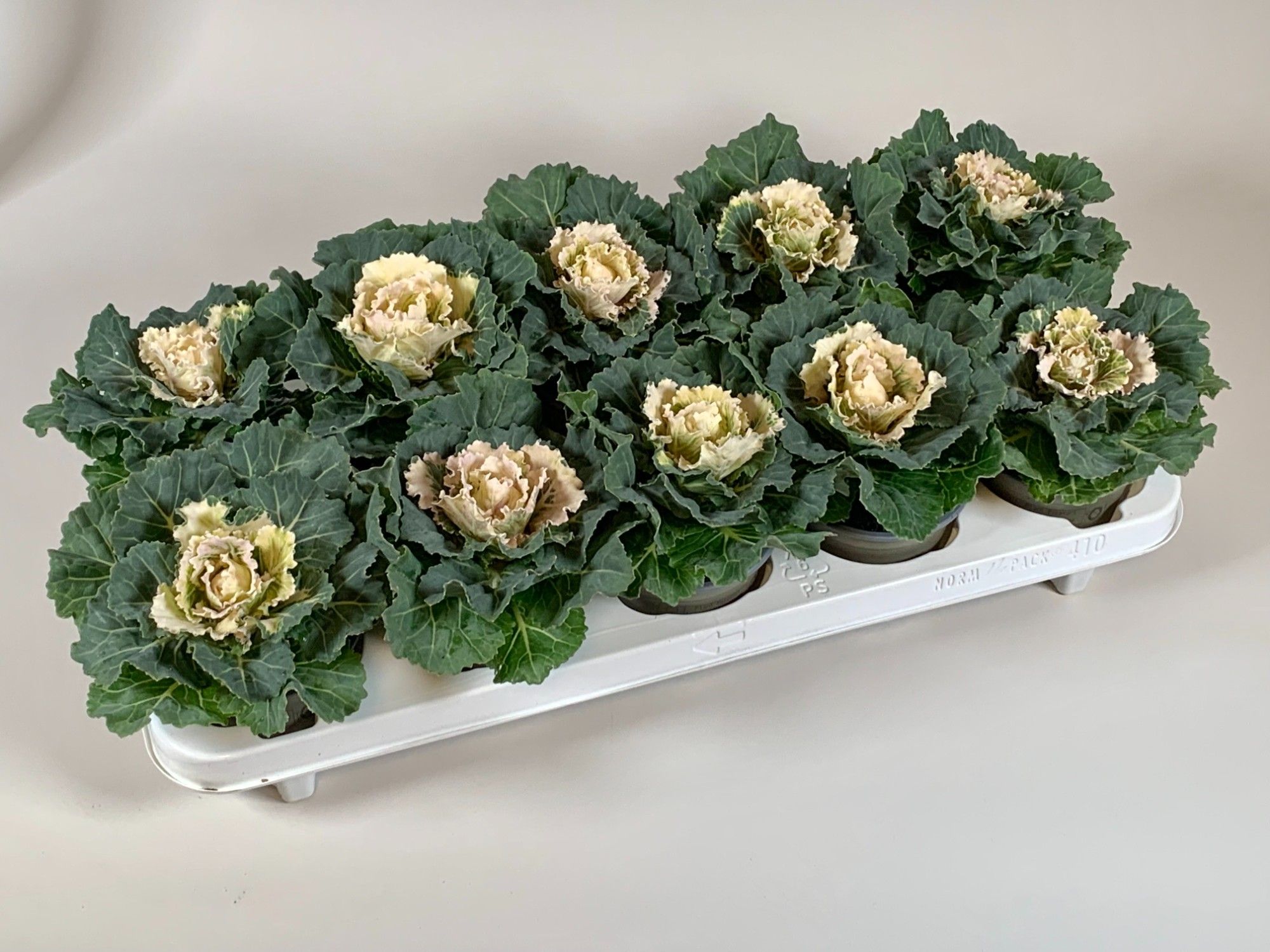 Brassica oleracea (ornamental cabbage) Smooth White