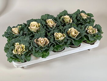 Brassica oleracea (ornamental cabbage) Smooth White