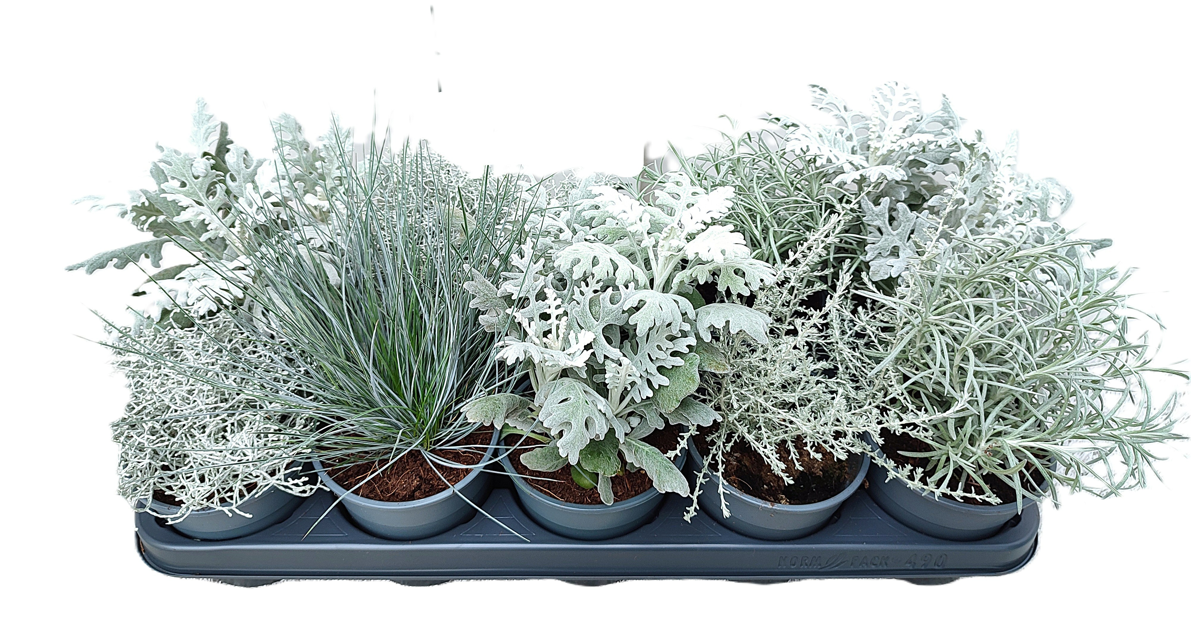 Bedding plants mixed