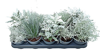 Bedding plants mixed