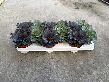 Brassica oleracea (ornamental cabbage) Smooth leaves