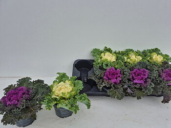 Brassica oleracea (ornamental cabbage curled)