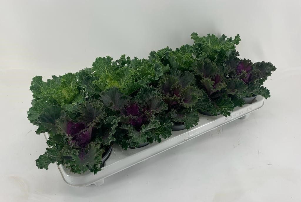 Brassica oleracea (ornamental cabbage curled) Curly Mix