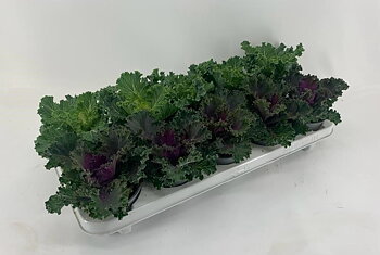 Brassica oleracea (ornamental cabbage curled) Curly Mix