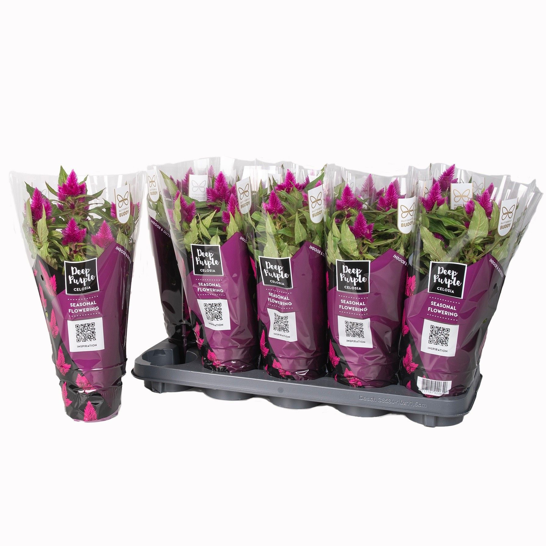 Celosia Deep Purple With sleeve 33cm