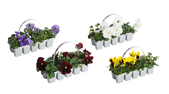 Viola F1 hybride mixed trolley