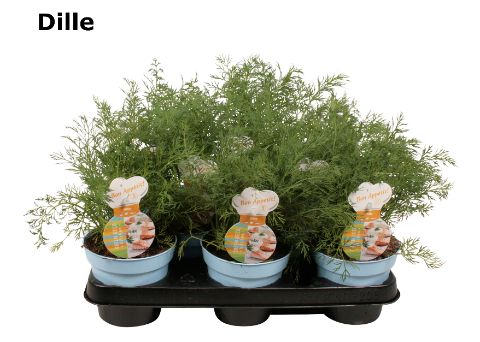 Anethum graveolens Dill
