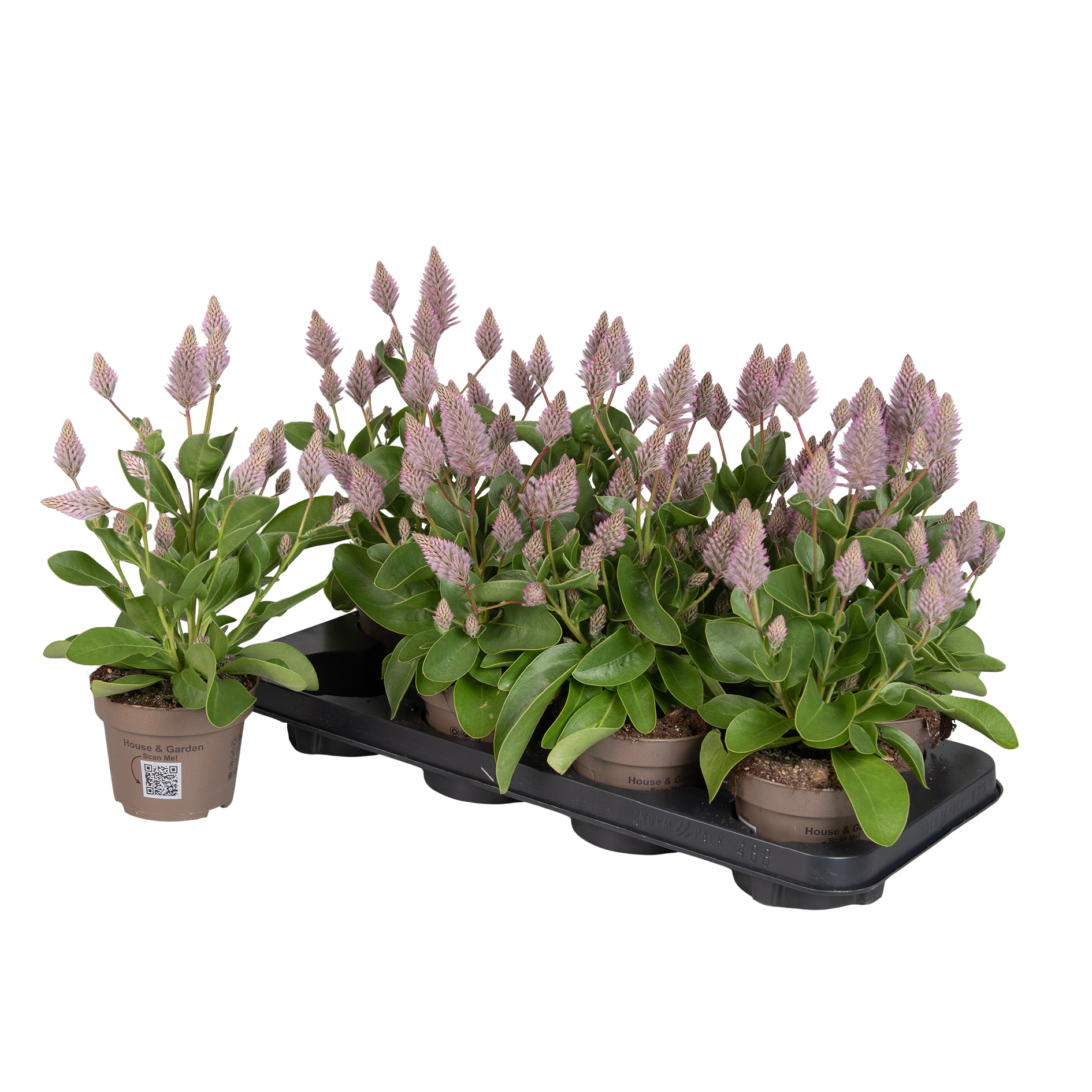 Ptilotus exaltatus Joey