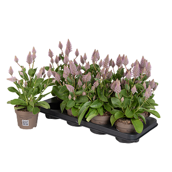 Ptilotus exaltatus Joey