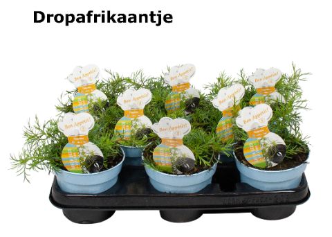 Tagetes Tagetus drop afrikaantje