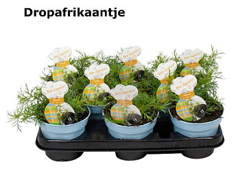 Tagetes Tagetus drop afrikaantje