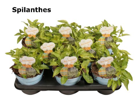 Acmella oleracea 'Peek-A-Boo' Spilanthes
