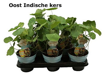 Tropaeolum majus