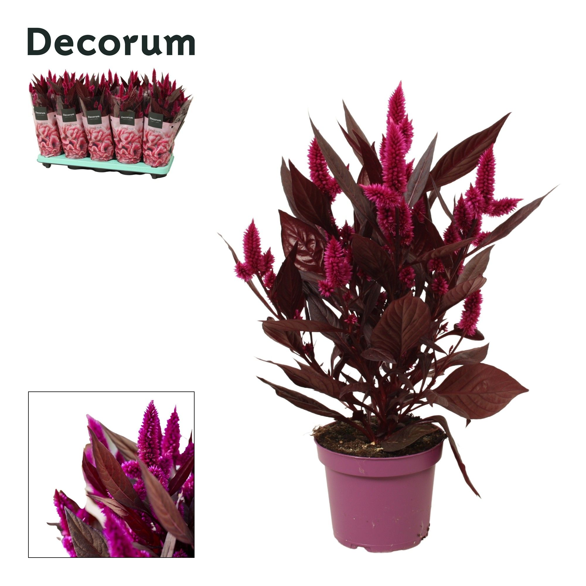 Celosia Mystic Shades With sleeve Decorum