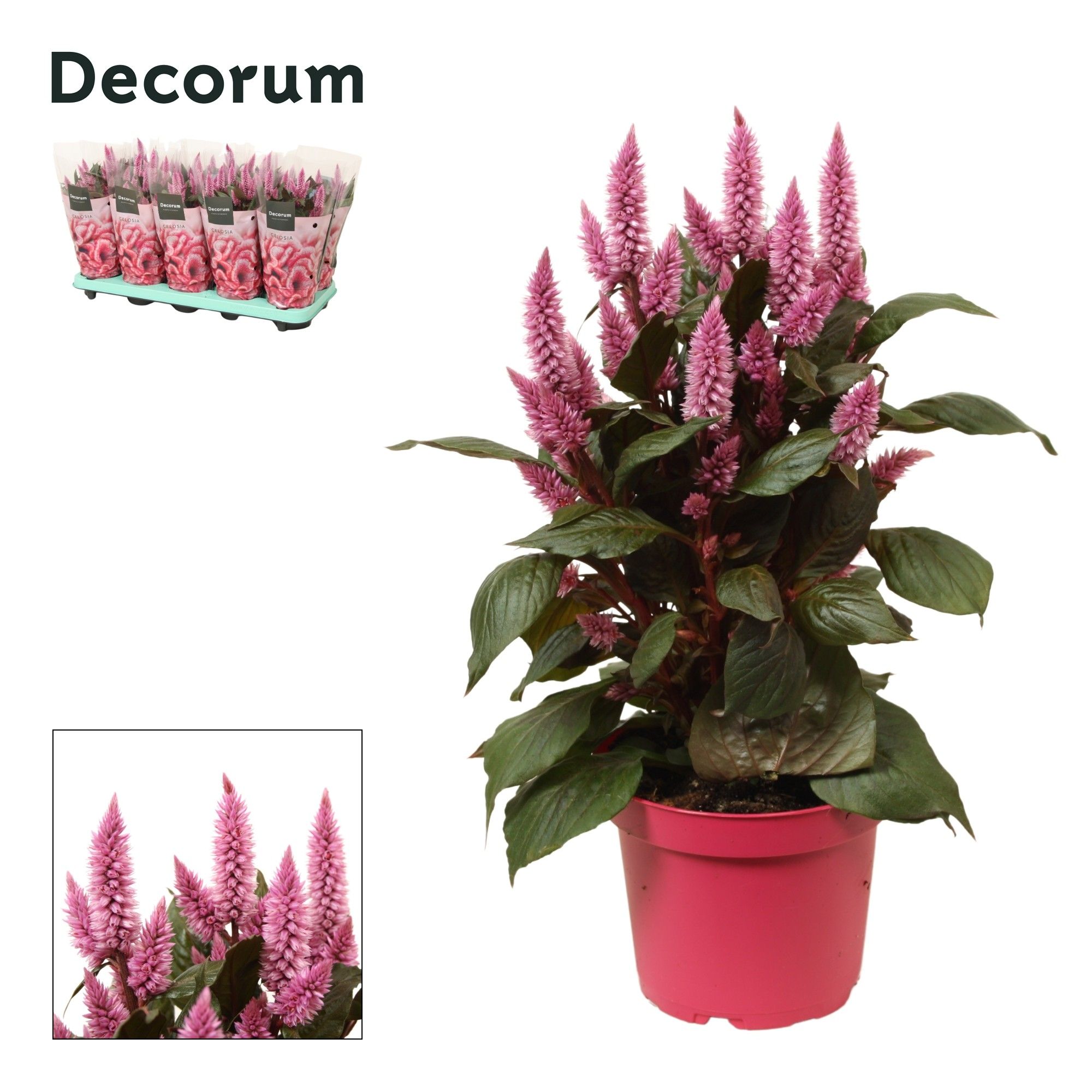 Celosia Merida Pink Sleeve Decorum