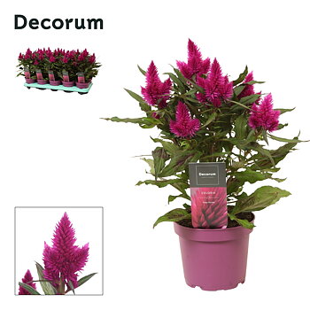 Celosia Deep Purple Etiket Decorum