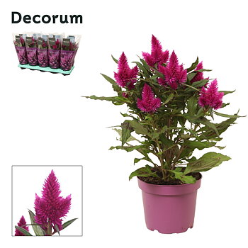 Celosia Deep Purple