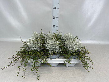 Leucophyta brownii