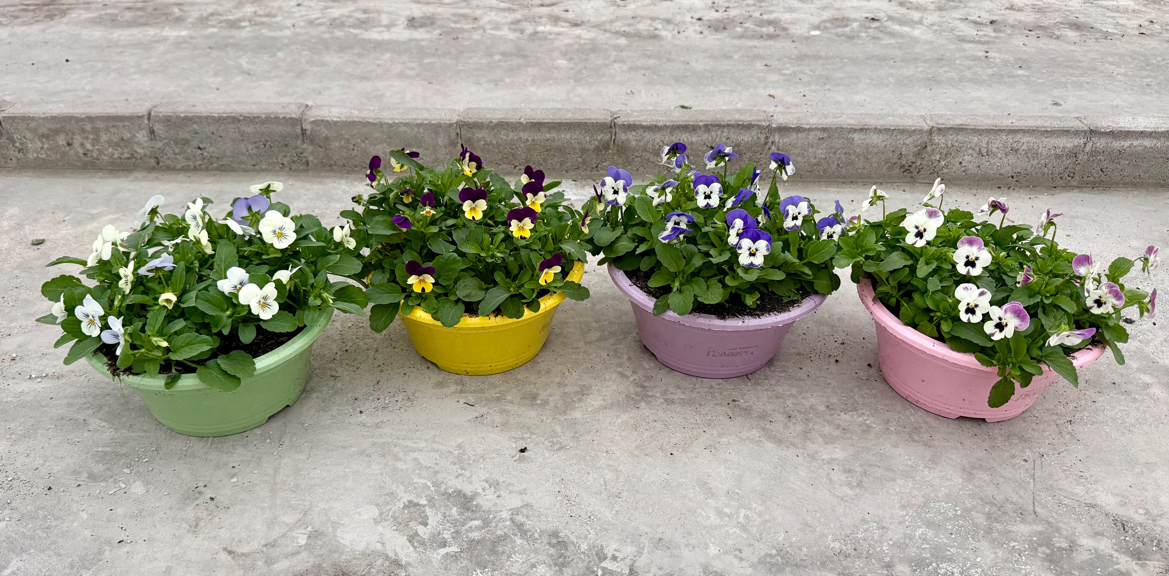 Viola (Cornuta) mixed trolley Ton sur ton mix layer Bowl