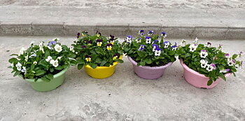 Viola (Cornuta) mixed trolley Ton sur ton mix layer Bowl
