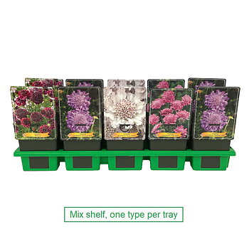 Scabiosa caucasica Mix Layer