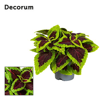 Plectranthus (Coleus) Main Street Alligator Al Decorum