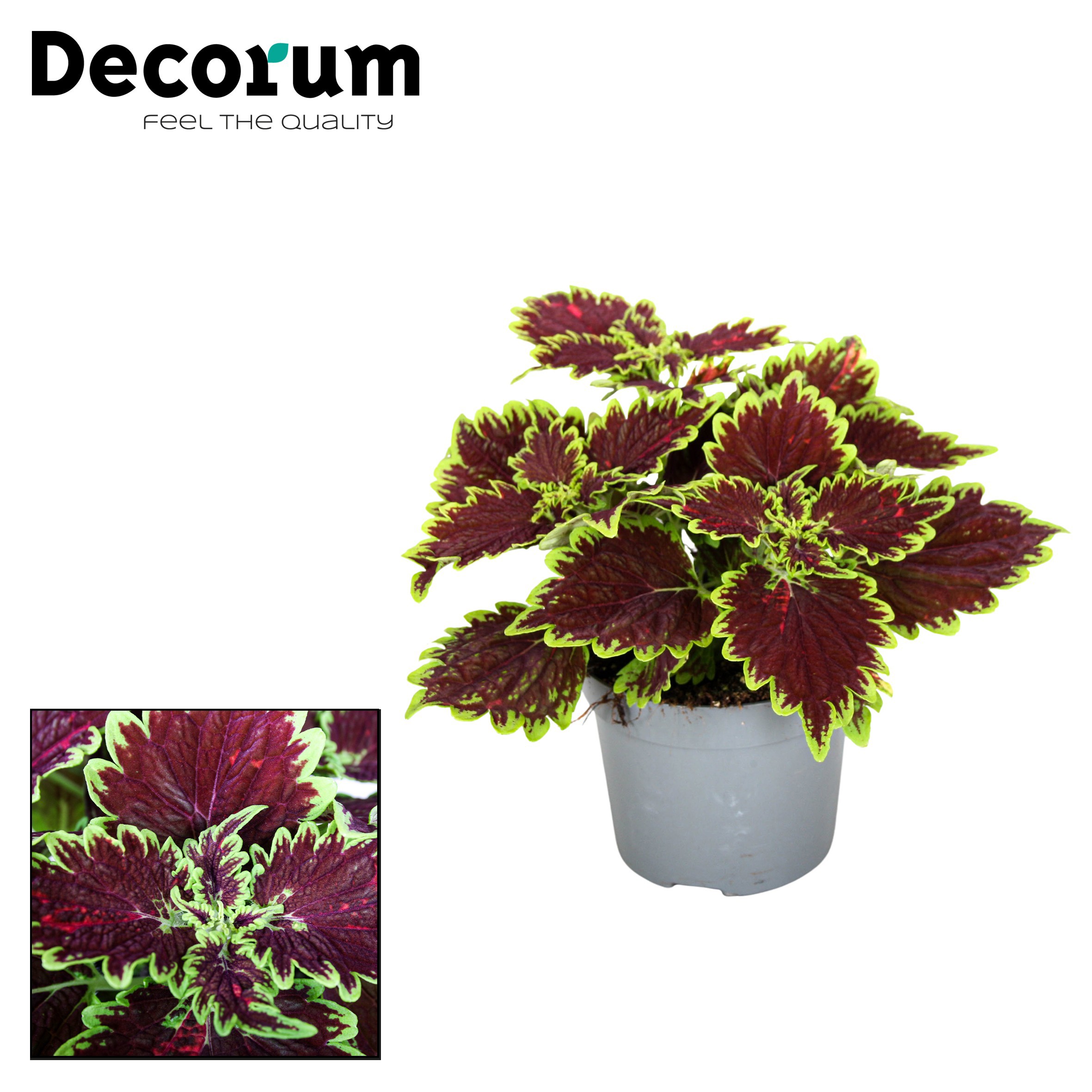 Plectranthus (Coleus) Main Street Bourbon Stre Decorum