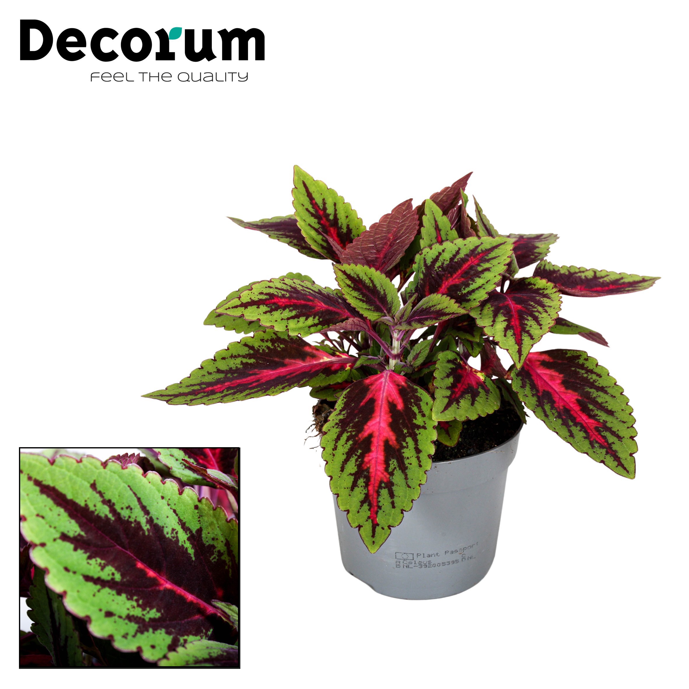 Plectranthus (Coleus) Main Street Ruby Road Decorum