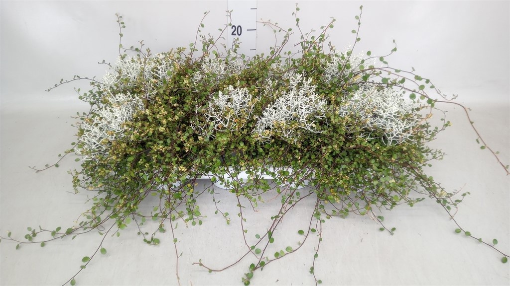 Leucophyta brownii + mühlenbeckia