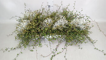Leucophyta brownii + mühlenbeckia